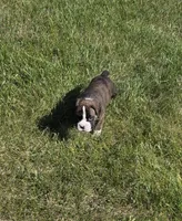 Hobbs, a male Boxer for sale in Whitelaw, WI – 4 of 8