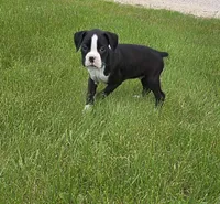 Oscar, a male Boxer for sale in Whitelaw, WI – 8 of 8