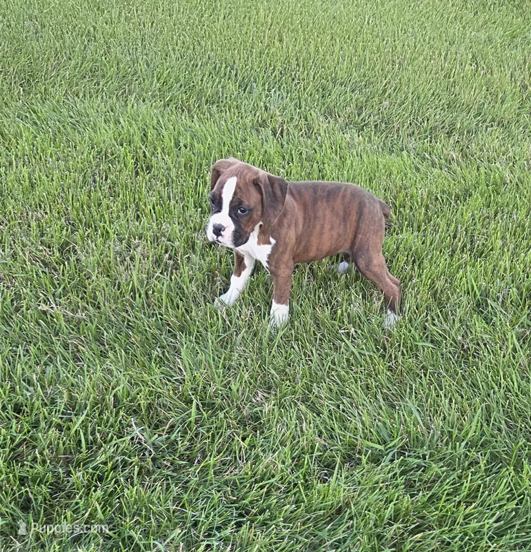 Maliah – Boxer puppy for sale in Whitelaw, WI