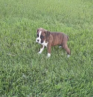 Maliah, a female Boxer for sale in Whitelaw, WI – 1 of 10