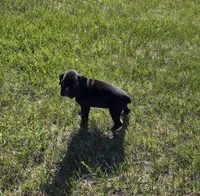 Taazer, a male Boxer for sale in Whitelaw, WI – 6 of 6