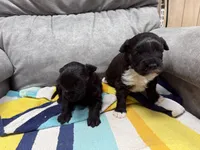 Rowdy, a male Portuguese Water Dog for sale in Sterling, CO – Photo 4 of 4