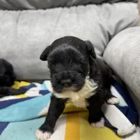 Rowdy, a male Portuguese Water Dog for sale in Sterling, CO – Photo 1 of 4