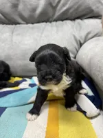 Rowdy, a male Portuguese Water Dog for sale in Sterling, CO – Photo 1 of 4