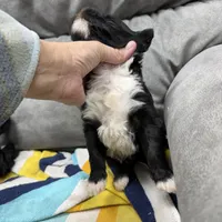 Rowdy, a male Portuguese Water Dog for sale in Sterling, CO – Photo 3 of 4