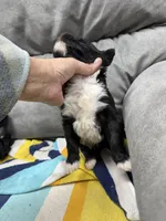 Rowdy, a male Portuguese Water Dog for sale in Sterling, CO – Photo 3 of 4