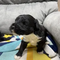 Rowdy, a male Portuguese Water Dog for sale in Sterling, CO – Photo 2 of 4