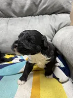 Rowdy, a male Portuguese Water Dog for sale in Sterling, CO – Photo 2 of 4