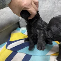 Remington, a male Portuguese Water Dog for sale in Sterling, CO – Photo 1 of 3