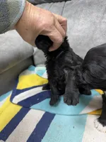 Remington, a male Portuguese Water Dog for sale in Sterling, CO – Photo 1 of 3