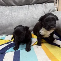 Remington, a male Portuguese Water Dog for sale in Sterling, CO – Photo 3 of 3