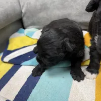 Remington, a male Portuguese Water Dog for sale in Sterling, CO – Photo 2 of 3