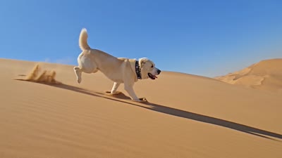 Girl2, a  Central Asian Shepherd for sale in New Baltimore, MI – 7 of 7