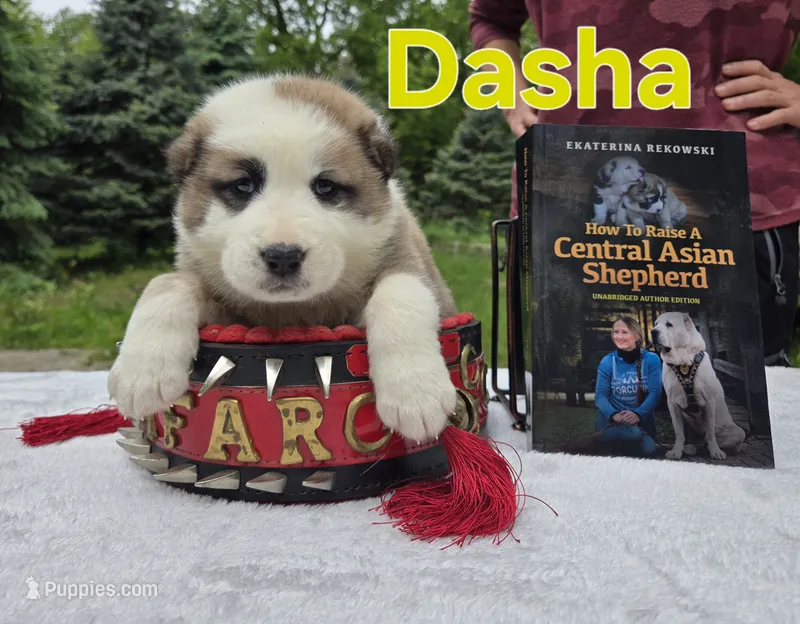 DASHA – Central Asian Shepherd puppy for sale in New Baltimore, MI