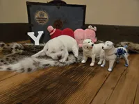 Girl 4, a female Central Asian Shepherd for sale in New Baltimore, MI – Photo 7 of 10