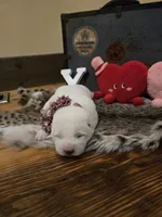 Girl 4, a female Central Asian Shepherd for sale in New Baltimore, MI – Photo 8 of 10