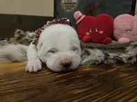 Girl 4, a female Central Asian Shepherd for sale in New Baltimore, MI – Photo 1 of 10