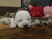 Girl 4, a female Central Asian Shepherd for sale in New Baltimore, MI – Photo 5 of 10