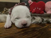 Girl 4, a female Central Asian Shepherd for sale in New Baltimore, MI – Photo 10 of 10