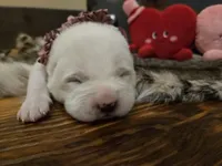 Girl 4, a female Central Asian Shepherd for sale in New Baltimore, MI – Photo 3 of 10