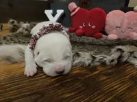 Girl 4, a female Central Asian Shepherd for sale in New Baltimore, MI – Photo 6 of 10