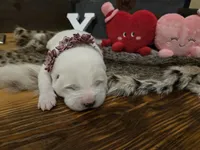 Girl 4, a female Central Asian Shepherd for sale in New Baltimore, MI – Photo 2 of 10