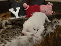 Girl 4, a female Central Asian Shepherd for sale in New Baltimore, MI – Photo 9 of 10