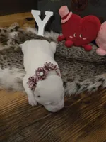 Girl 4, a female Central Asian Shepherd for sale in New Baltimore, MI – Photo 4 of 10