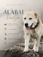 Girl2, a  Central Asian Shepherd for sale in New Baltimore, MI – 2 of 7
