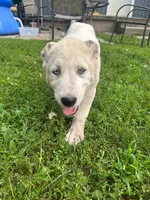 Bella, a female Central Asian Shepherd for sale in New Baltimore, MI – 2 of 2