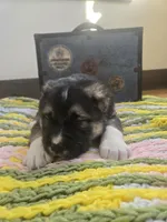 Xenos, a male Central Asian Shepherd for sale in New Baltimore, MI – Photo 3 of 6