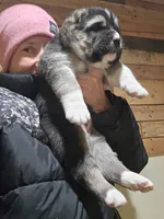 Xenos, a male Central Asian Shepherd for sale in New Baltimore, MI – Photo 6 of 6