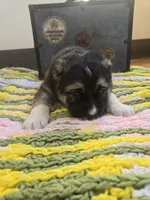 Xenos, a male Central Asian Shepherd for sale in New Baltimore, MI – Photo 5 of 6