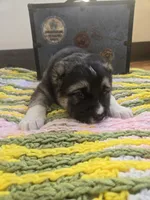 Xenos, a male Central Asian Shepherd for sale in New Baltimore, MI – Photo 2 of 6