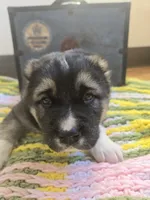 Xenos, a male Central Asian Shepherd for sale in New Baltimore, MI – Photo 1 of 6