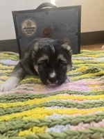 Xenos, a male Central Asian Shepherd for sale in New Baltimore, MI – Photo 4 of 6