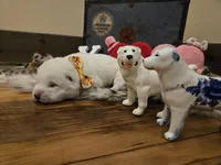 Boy 4, a male Central Asian Shepherd for sale in New Baltimore, MI – Photo 7 of 7