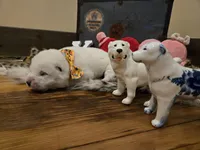 Boy 4, a male Central Asian Shepherd for sale in New Baltimore, MI – Photo 4 of 7