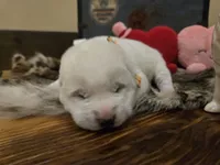 Boy 4, a male Central Asian Shepherd for sale in New Baltimore, MI – Photo 2 of 7