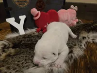 Boy 4, a male Central Asian Shepherd for sale in New Baltimore, MI – Photo 1 of 7