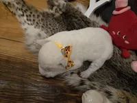 Boy 4, a male Central Asian Shepherd for sale in New Baltimore, MI – Photo 5 of 7