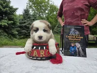 DASHA, a female Central Asian Shepherd for sale in New Baltimore, MI – 2 of 5