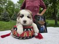 DASHA, a female Central Asian Shepherd for sale in New Baltimore, MI – 3 of 5
