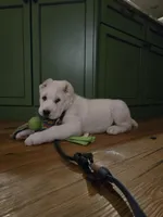 Zolas puppy, a  Central Asian Shepherd for sale in New Baltimore, MI – 2 of 5