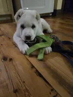 Zolas puppy, a  Central Asian Shepherd for sale in New Baltimore, MI – 3 of 5