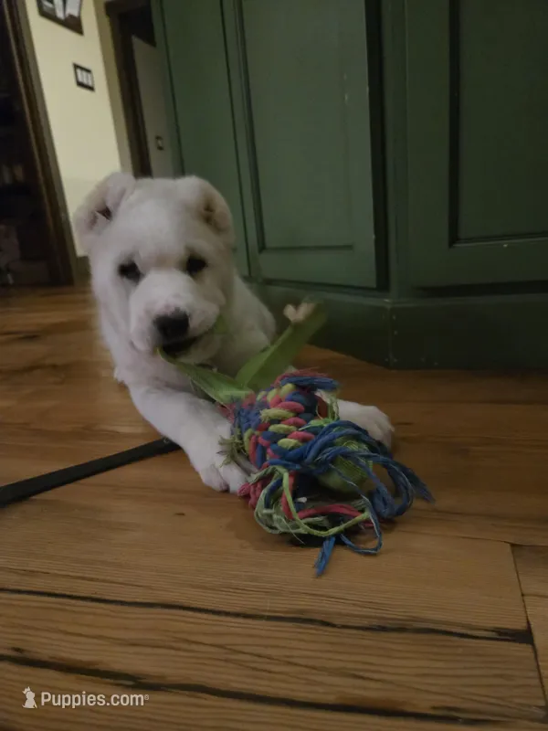 Zolas puppy – Central Asian Shepherd puppy for sale in New Baltimore, MI