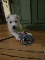 Zolas puppy, a  Central Asian Shepherd for sale in New Baltimore, MI – 1 of 5
