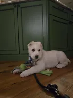 Zolas puppy, a  Central Asian Shepherd for sale in New Baltimore, MI – 4 of 5