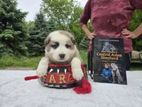 DASHA, a female Central Asian Shepherd for sale in New Baltimore, MI – 5 of 5