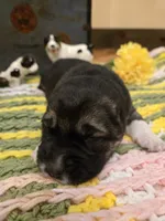 XARA, a female Central Asian Shepherd for sale in New Baltimore, MI – Photo 1 of 3